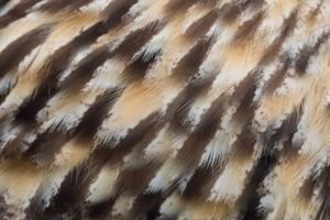 Acercamiento de plumas de búho