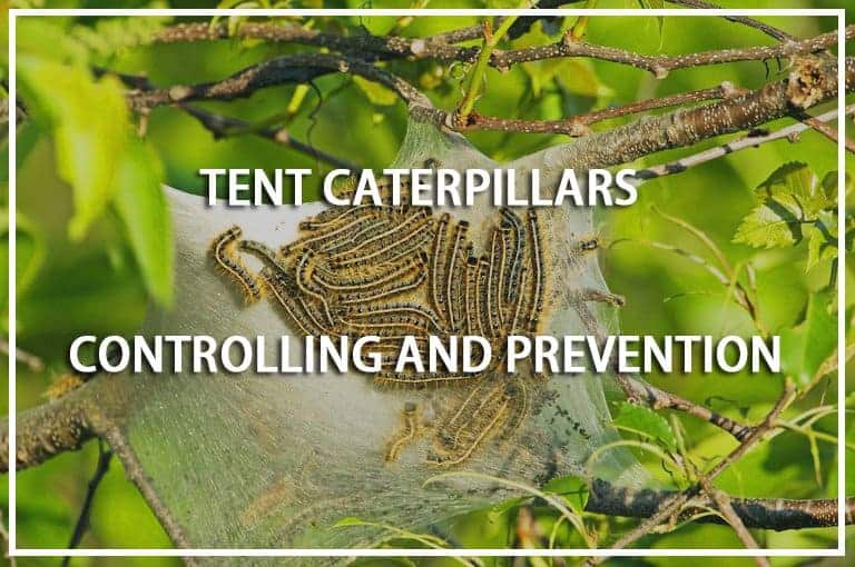 Read more about the article Orugas de Carpas: Control y Prevención