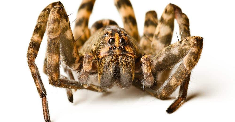 Read more about the article Lobo Araña Datos – Identificación y Control de Estos Arácnidos