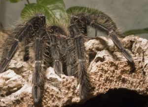 Primer plano de un pájaro goliat comiendo araña en la roca. 