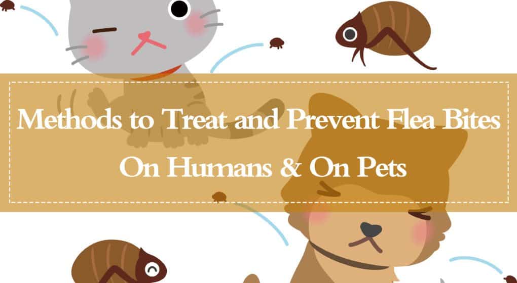 Read more about the article 15 Métodos Potentes para Tratar e Prevenir Mordeduras de Pulgas em Humanos e Mascotas