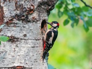 Un pájaro carpintero está tambaleando en el árbol