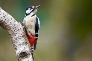 Gran pájaro carpintero enclavado en una rama de abedul