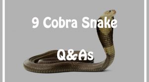 Read more about the article 9 Cobra Serpiente Preguntas y Respuestas Cada Niño debe Saber