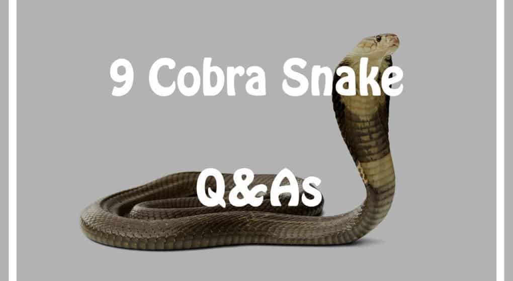 Read more about the article 9 Cobra Serpiente Preguntas y Respuestas Cada Niño debe Saber