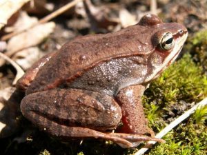 Read more about the article Ranas: 6 Especies Comunes y 14 Hechos Divertidos Que No Quieres Perder