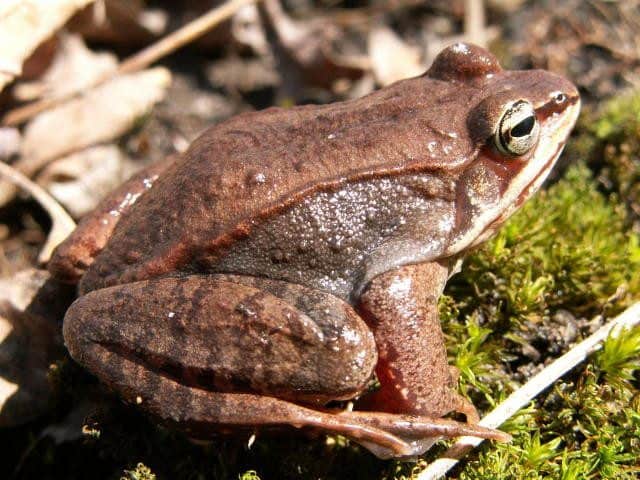 Read more about the article Ranas: 6 Especies Comunes y 14 Hechos Divertidos Que No Quieres Perder