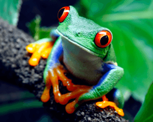 Rana arbórea de ojos rojos en árbol