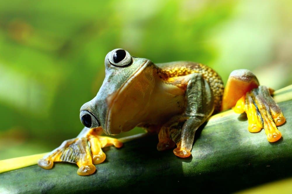 Read more about the article Algunos Hechos que Provocan el Pensamiento e Interesantes Relacionados con las Ranas
