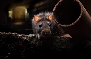 Read more about the article Ratas: Identificación, Prevención y cómo Deshacerse de ellas