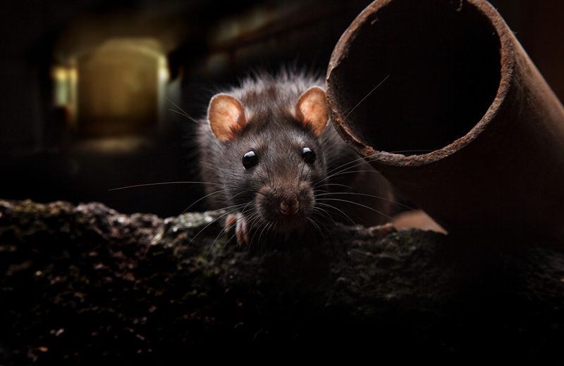 Read more about the article Ratas: Identificación, Prevención y cómo Deshacerse de ellas