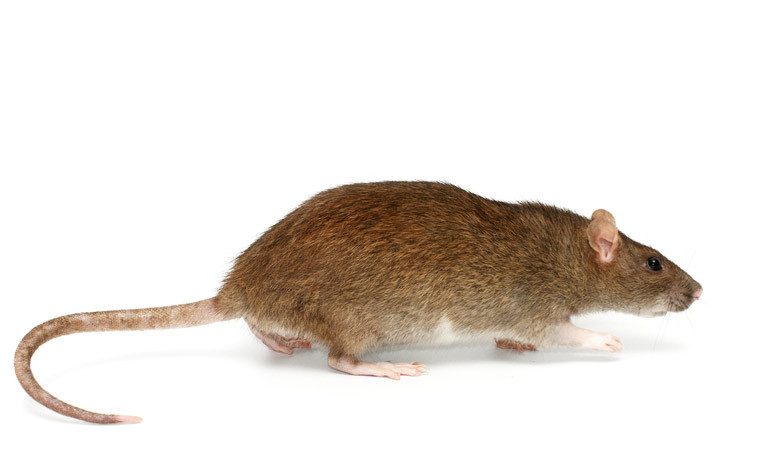 Read more about the article Ratas de Noruega: Hechos y Cómo Deshacerse de ellos