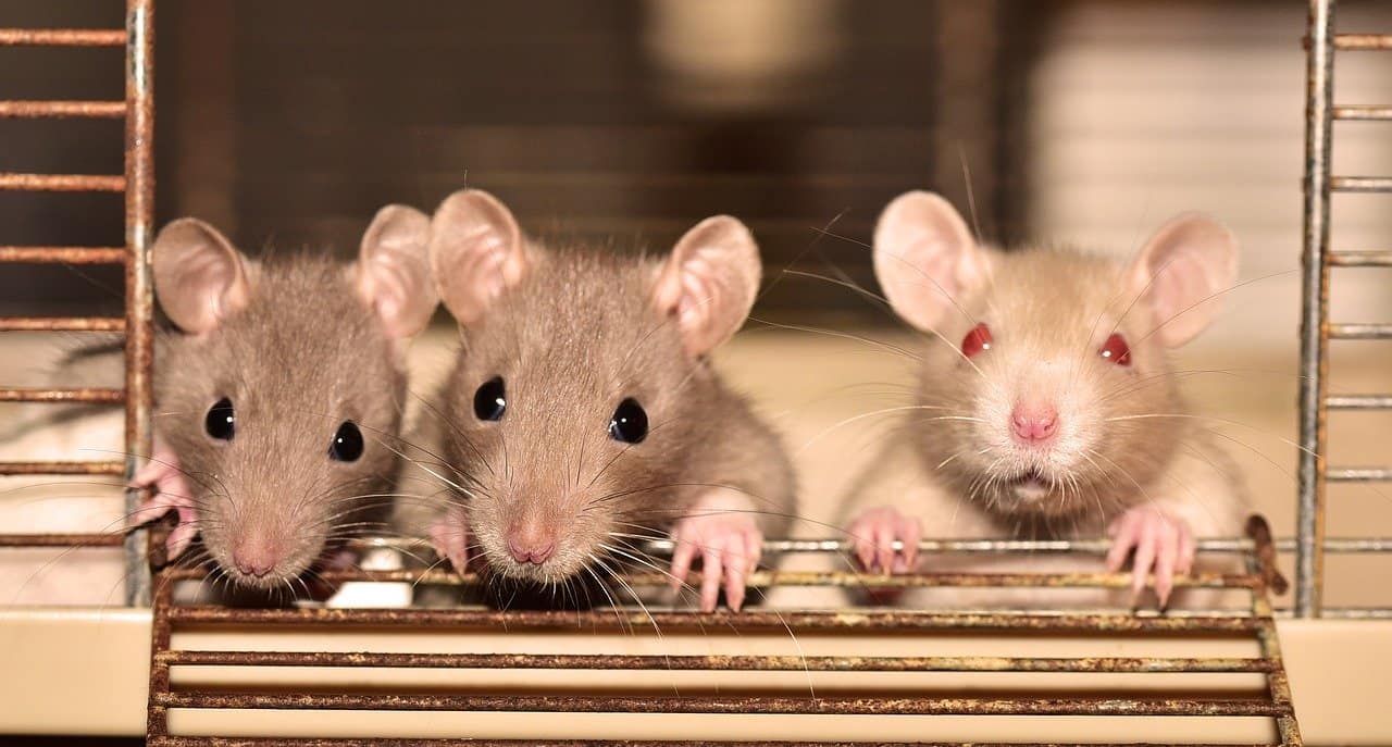 Read more about the article Cómo Atrapar una Rata, Deshacerse de ellos y lo que los Cebos Aman a las Ratas