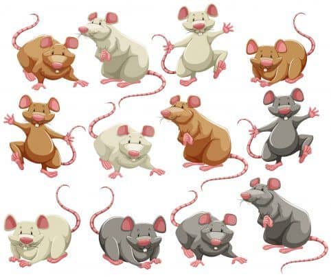 Ratones y ratas en diferentes colores