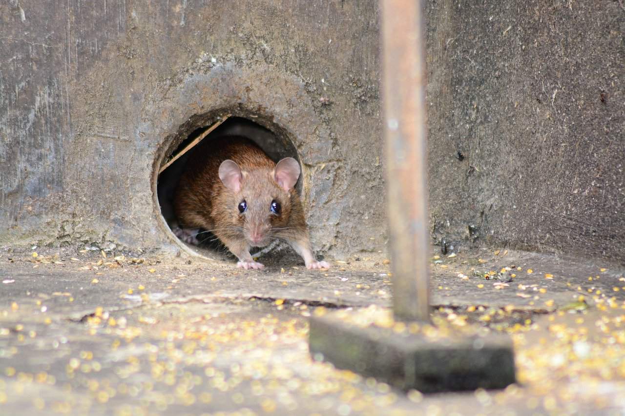 Read more about the article Cómo Mantener a los Ratones Fuera del Garaje en 3 Sencillos Pasos