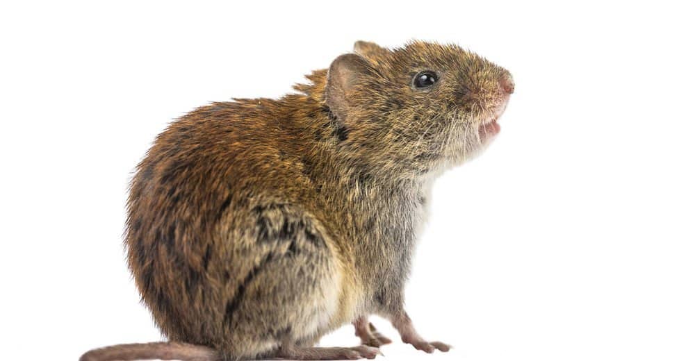 Read more about the article Cómo Deshacerse de los Ratón De Campo: Soluciones que los Alejan