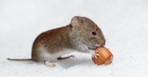 Read more about the article Ratón De Campo: 15 Hechos Interesantes y 4 Formas de Prevenirlos