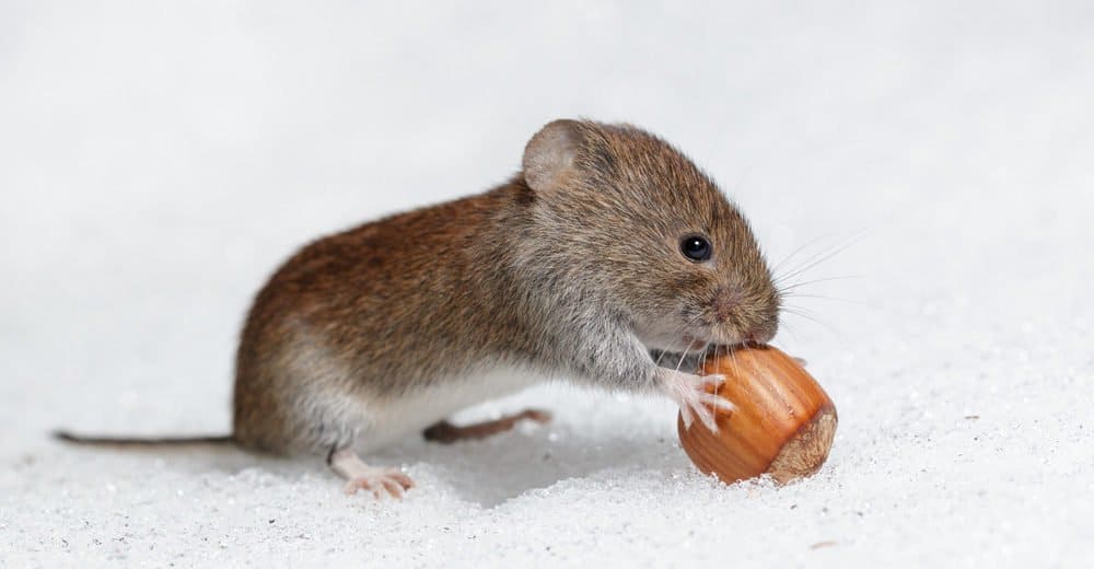 Read more about the article Ratón De Campo: 15 Hechos Interesantes y 4 Formas de Prevenirlos