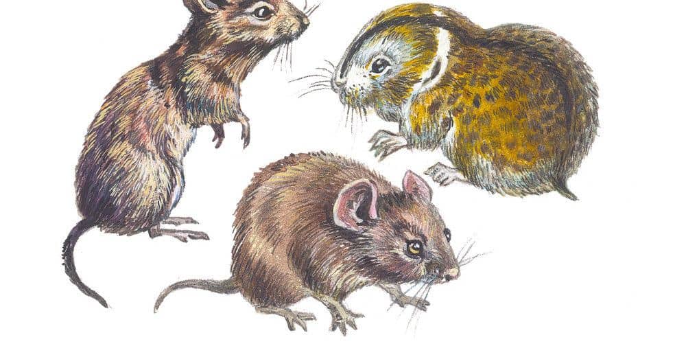 Read more about the article Ratón De Campo Vs Topo: 7 Diferencias Sorprendentes que Nunca Sabrás