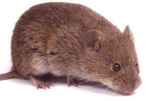 Ratón de campo aislado en el fondo blanco