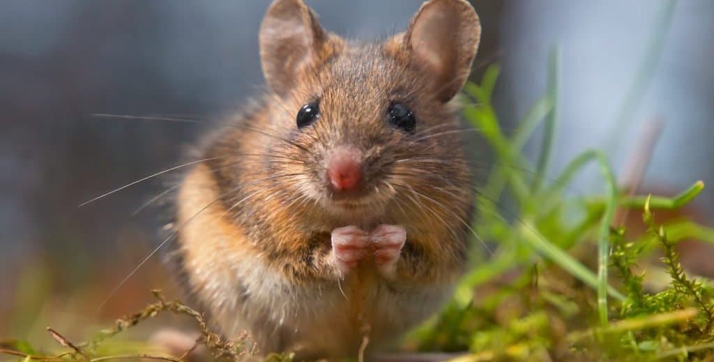 Read more about the article Ratón de Campo 101: Hechos y Consejos para Deshacerse de los Ratones de Campo