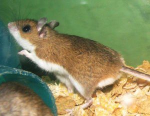 Un ratón de ciervo en una jaula