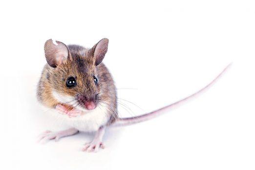 Un ratón de campo sobre fondo blanco