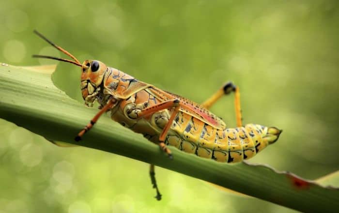 You are currently viewing Saltamontes: Datos Básicos y formas Naturales de Deshacerse de ellos