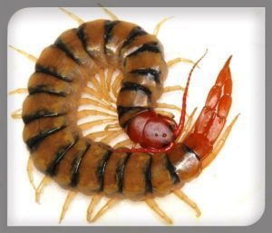 Scolopendra Gigantea