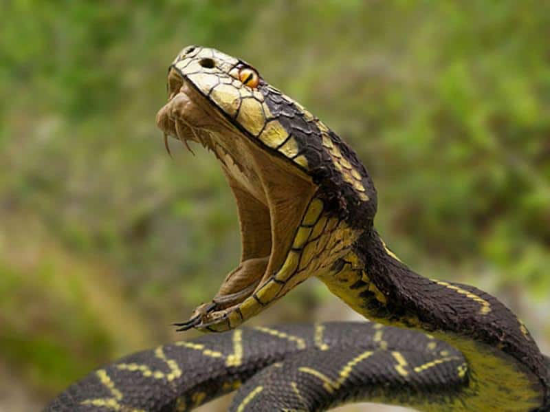 Read more about the article Cómo Tratar las Mordeduras de Serpiente: 6 Pasos Esenciales