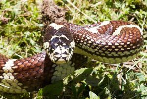 Read more about the article Serpiente Rey: Hechos y 5 Especies que debes Saber