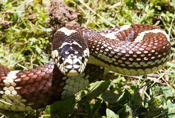 Read more about the article Serpiente Rey: Hechos y 5 Especies que debes Saber