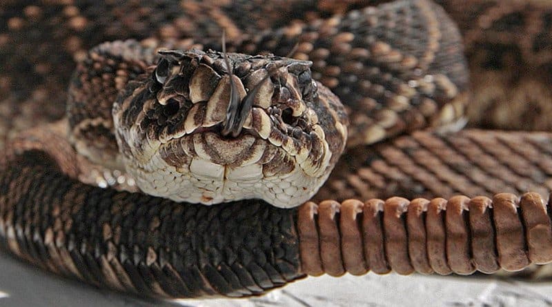 Read more about the article Principales Hechos y Especies de Serpiente de Cascabel