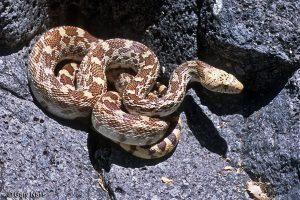 Sonoran gopher serpiente tendido en roca