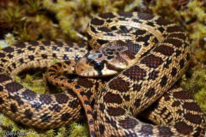 Serpiente gopher del Pacífico en la hierba