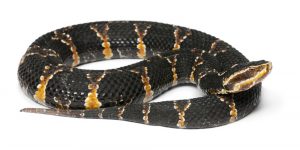 Read more about the article Hechos de Serpiente de Agua que Nunca Fueron Enseñados en la Escuela