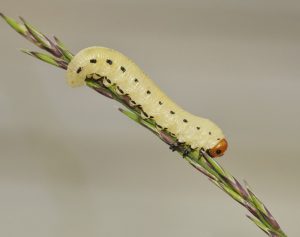 Read more about the article Daño de la Mosca Aserrada y cómo Deshacerse de Ellos