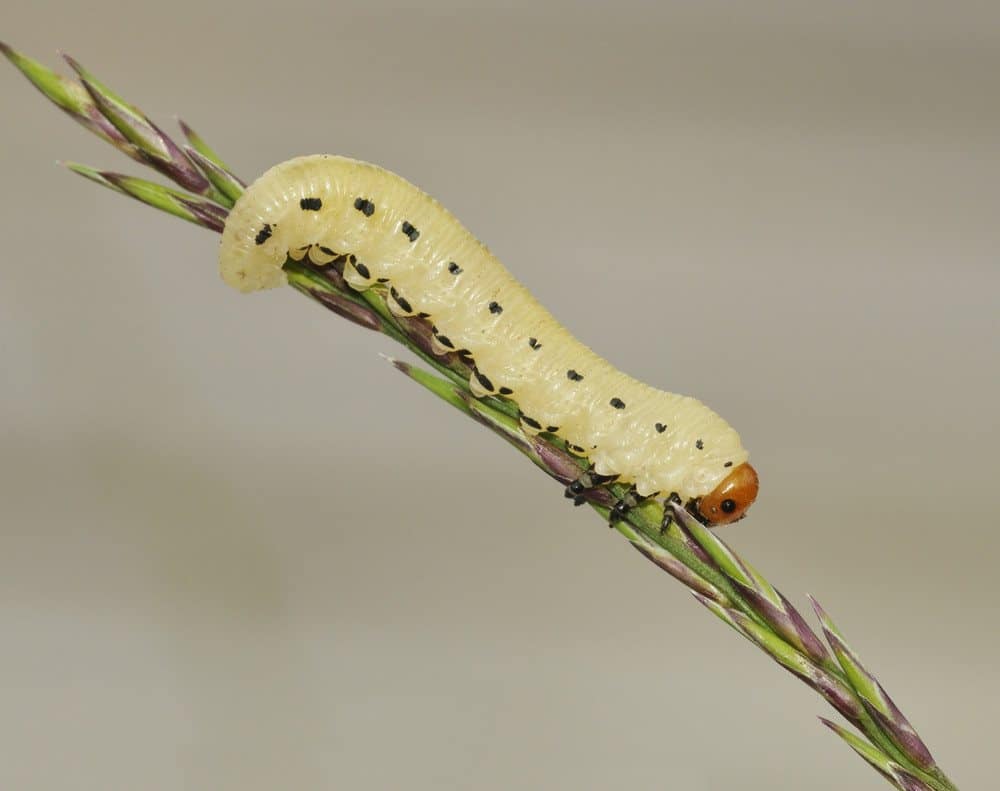 Read more about the article Daño de la Mosca Aserrada y cómo Deshacerse de Ellos