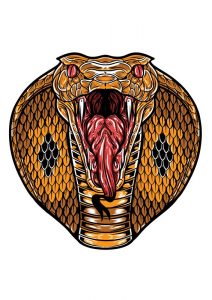 Grande cabeza de rey cobra con abierto mes