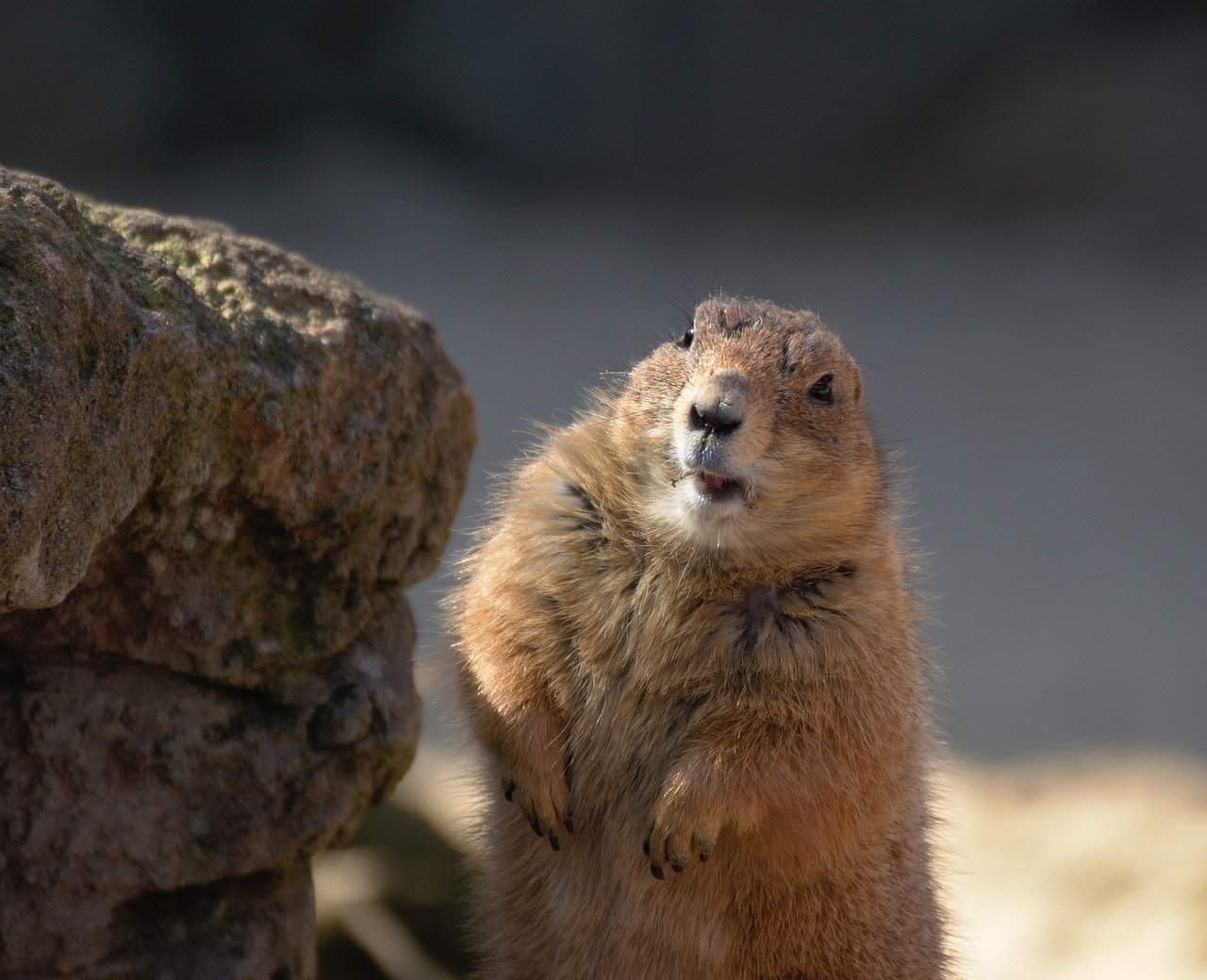 Read more about the article Los Mejores 5 Comentarios y Guía de Compra de Gopher Trampa