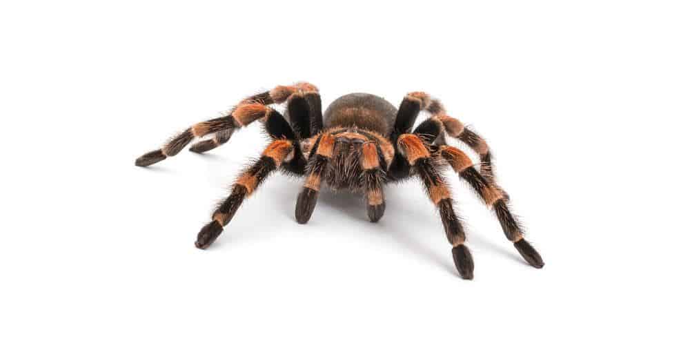Read more about the article Tarántulas: Identificación, Especie, Datos e Información Sobre Esta Especie Famosa