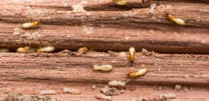 Read more about the article 9 Mejores Asesinos de Termitas vale la Pena Comprar