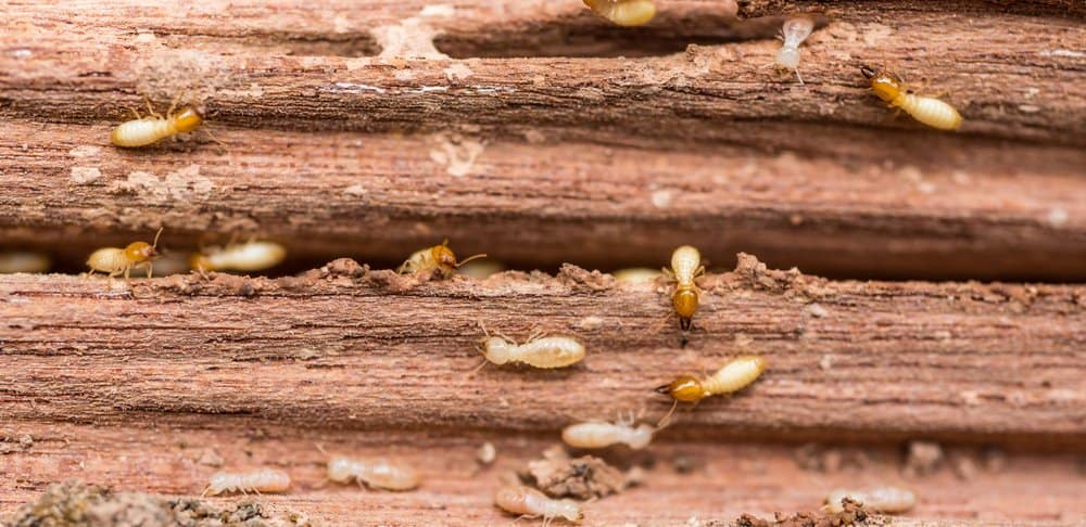 Read more about the article 9 Mejores Asesinos de Termitas vale la Pena Comprar