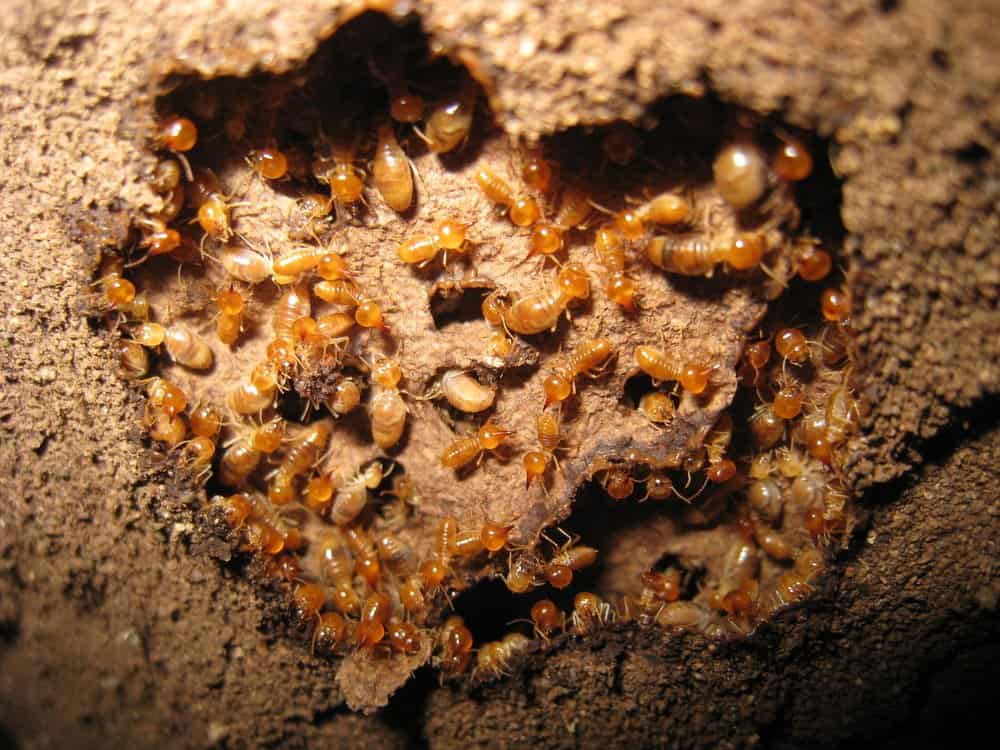 Read more about the article Termitas Subterraneas: La Información más Útil que Necesita