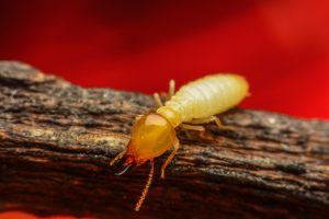 Read more about the article Termitas de Madera Secada – Cuidado con esta Plaga que come Muebles