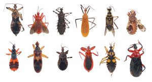 Read more about the article Tipos de Insectos Asesino — 8 Guía de Tipos Principales