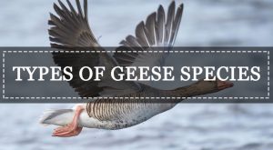 Read more about the article 11 Tipos de Diferentes Especies de Gansos