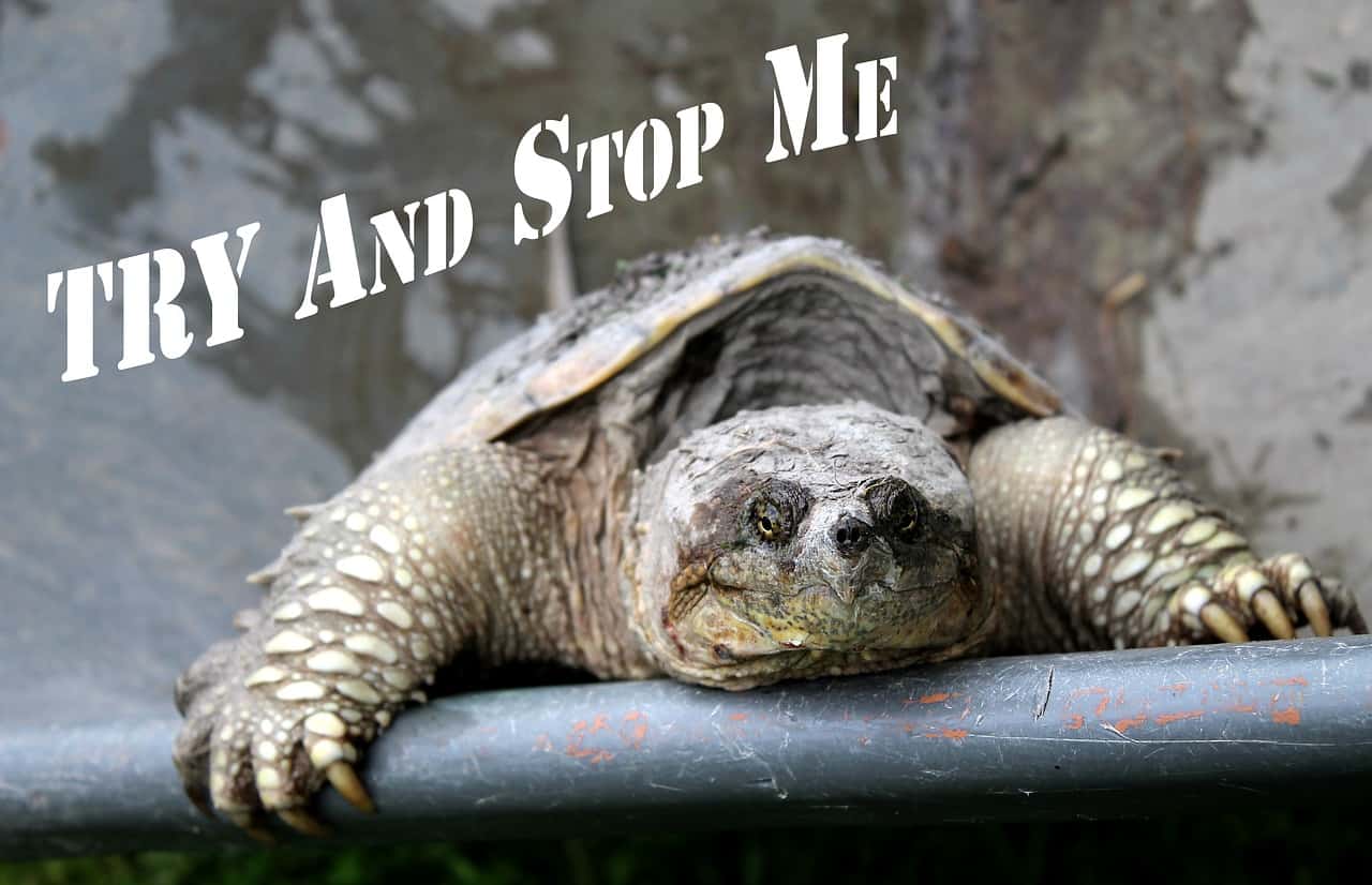 Read more about the article Tortuga Rompiendo — 10 Datos Interesantes de Tortuga Common