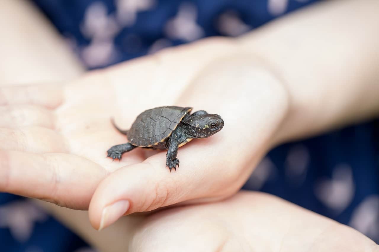 Read more about the article Cuidado de la Tortuga — Cómo Cuidar de una Tortuga