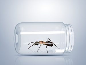 Read more about the article Cómo Deshacerse de las Hormigas de Azúcar Rápido? 4 Formas de Erradicar Estas Hormigas Pesadas